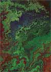 Night in the Woods #3. Acrylic on paper. Abstract. 2.5 x 3.5 inches, ACEO, Trading Card